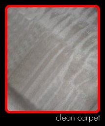 carpet being cleaned by Fifty Dollar Detail